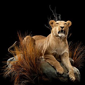 Lioness Full Mount Taxidermy