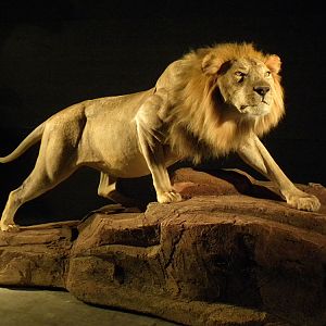 Lion Full Mount Taxidermy