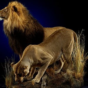 Lion & Lioness Full Mount Taxidermy