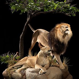 Lion & Lioness Full Mount Taxidermy