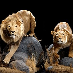 Lion & Lioness Full Mount Taxidermy