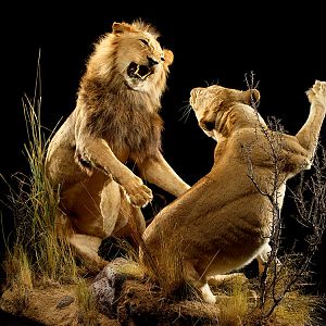 Lion & Lioness Full Mount Taxidermy