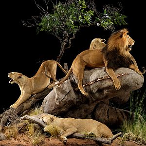 Lions Full Mount Taxidermy