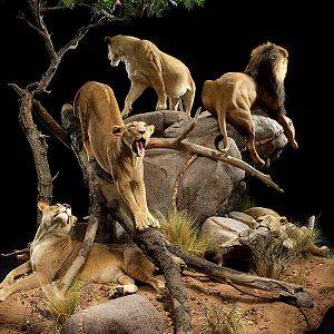 Lions Full Mount Taxidermy