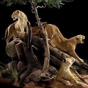 Lions Full Mount Taxidermy