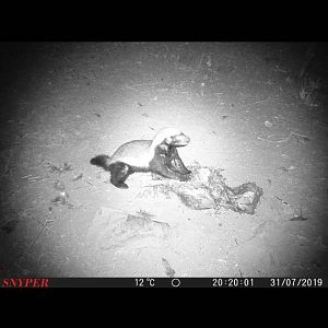 Trail Cam Pictures of African Honey Badger in South Africa