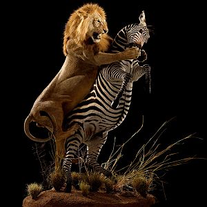 Lion & Zebra Full Mount Taxidermy