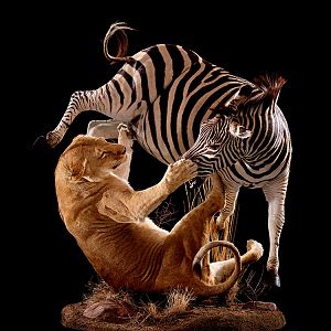 Lion & Zebra Full Mount Taxidermy