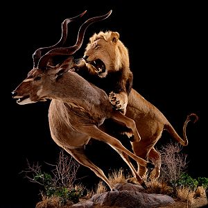 Lion & Kudu Full Mount Taxidermy