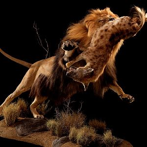 Lion & Spotted Hyena Full Mount Taxidermy