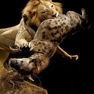 Lion & Spotted Hyena Full Mount Taxidermy