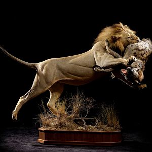 Lion & Spotted Hyena Full Mount Taxidermy