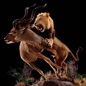 Lion & Kudu Full Mount Taxidermy