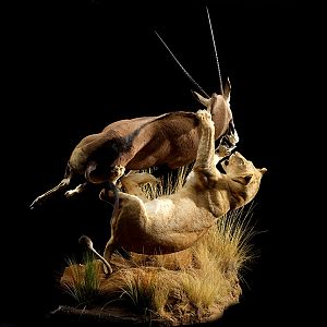 Lion & Gemsbok Full Mount Taxidermy