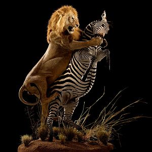 Lion & Zebra Full Mount Taxidermy