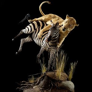 Lion & Zebra Full Mount Taxidermy