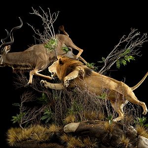 Lion & Kudu Full Mount Taxidermy