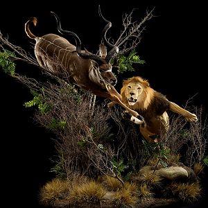 Lion & Kudu Full Mount Taxidermy