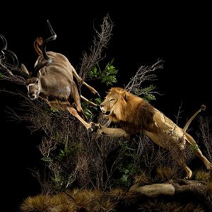 Lion & Kudu Full Mount Taxidermy