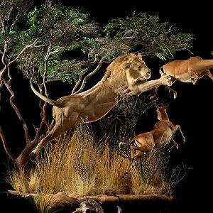 Lion & Impala Full Mount Taxidermy