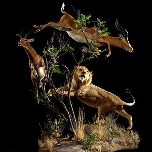 Lion & Impala Full Mount Taxidermy