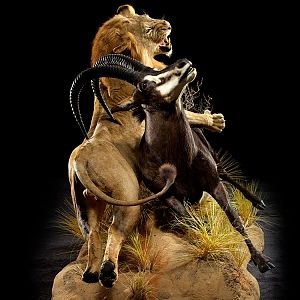 Lion & Sable Full Mount Taxidermy