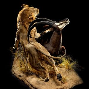 Lion & Sable Full Mount Taxidermy