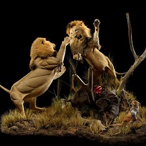 Lion with Buffalo kill & Jackal Full Mount Taxidermy