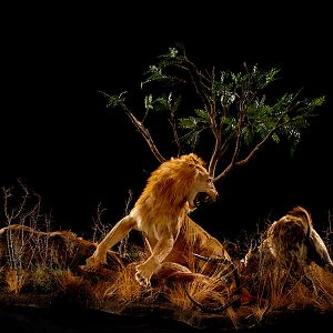 Lion with Impala kill & Spotted Hyena Full Mount Taxidermy