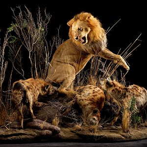 Lion & Spotted Hyena Full Mount Taxidermy