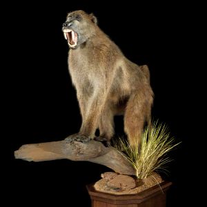 Baboon Full Pedestal Mount Taxidermy