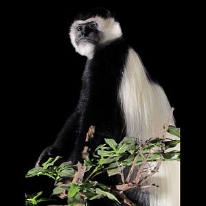 Black-and-white Colobus Monkey Full Mount Taxidermy