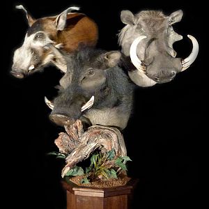 Bushpig,  Wild Boar & Warthog Triple Pedestal Mount Taxidermy