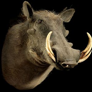 Warthog Shoulder Mount Taxidermy