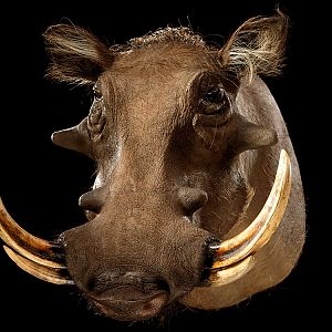 Warthog Shoulder Mount Taxidermy