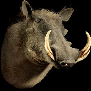 Warthog Shoulder Mount Taxidermy