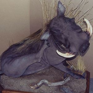 Warthog Full Mount Taxidermy