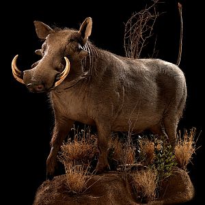 Warthog Full Mount Taxidermy