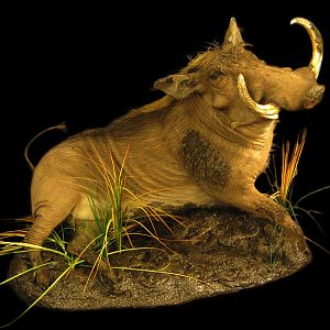 Warthog Full Mount Taxidermy