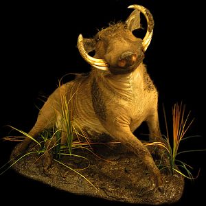 Warthog Full Mount Taxidermy