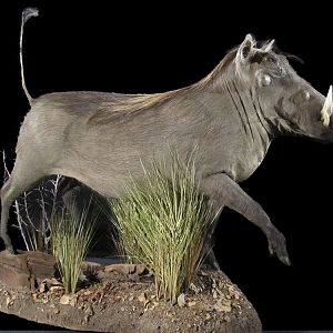 Warthog Full Mount Taxidermy