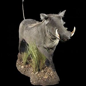 Warthog Full Mount Taxidermy