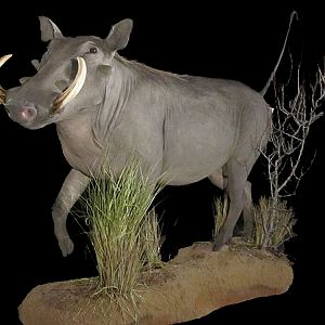 Warthog Full Mount Taxidermy