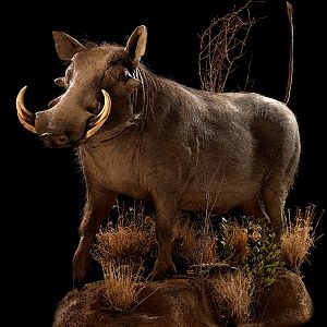 Warthog Full Mount Taxidermy