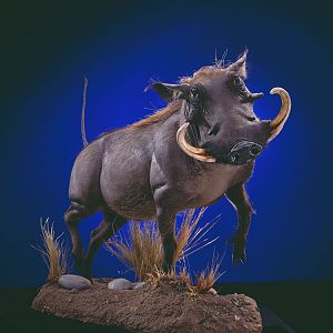 Warthog Full Mount Taxidermy