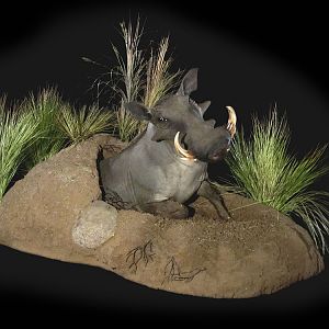 Warthog Full Mount Taxidermy