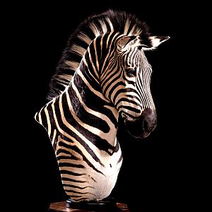 Burchell's Plain Zebra Shoulder Mount Taxidermy