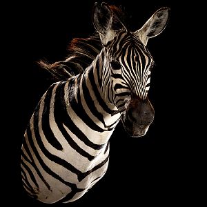 Burchell's Plain Zebra Shoulder Mount Taxidermy