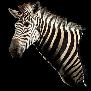 Burchell's Plain Zebra Pedestal Mount Taxidermy