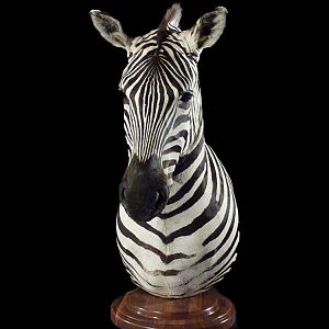 Burchell's Plain Zebra Pedestal Mount Taxidermy